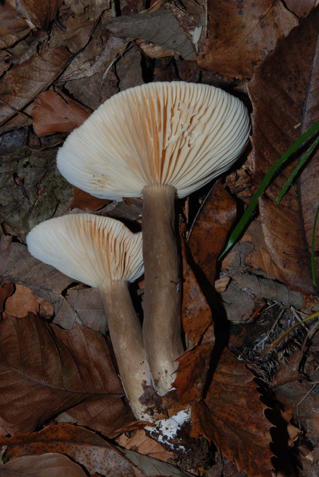 Lactarius